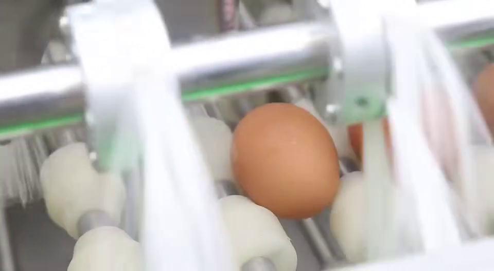 雙排洗蛋機(jī)